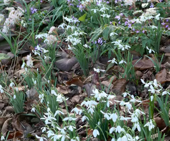 The Winter Garden 2026 Gelli Uchaf