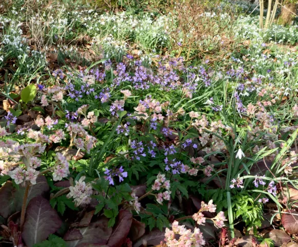 The Winter Garden 2026 Gelli Uchaf