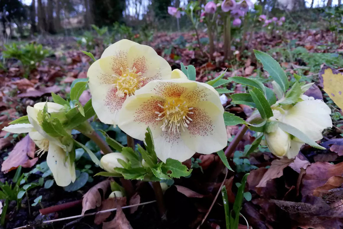 The Winter Garden 2026 Slade