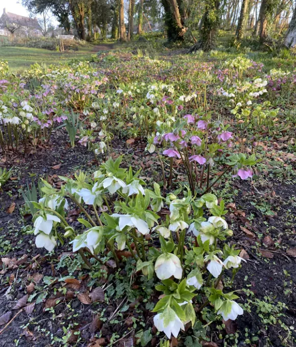 The Winter Garden 2026 Slade