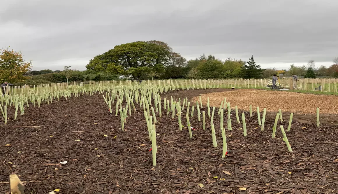 Four New Tiny Forests — Bringing More Nature, Wildlife and Community Spaces to Wrexham County