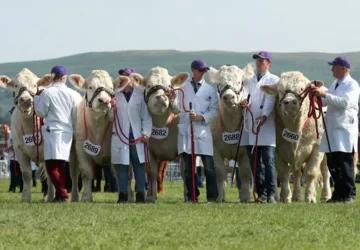 Agricultural and County Shows
