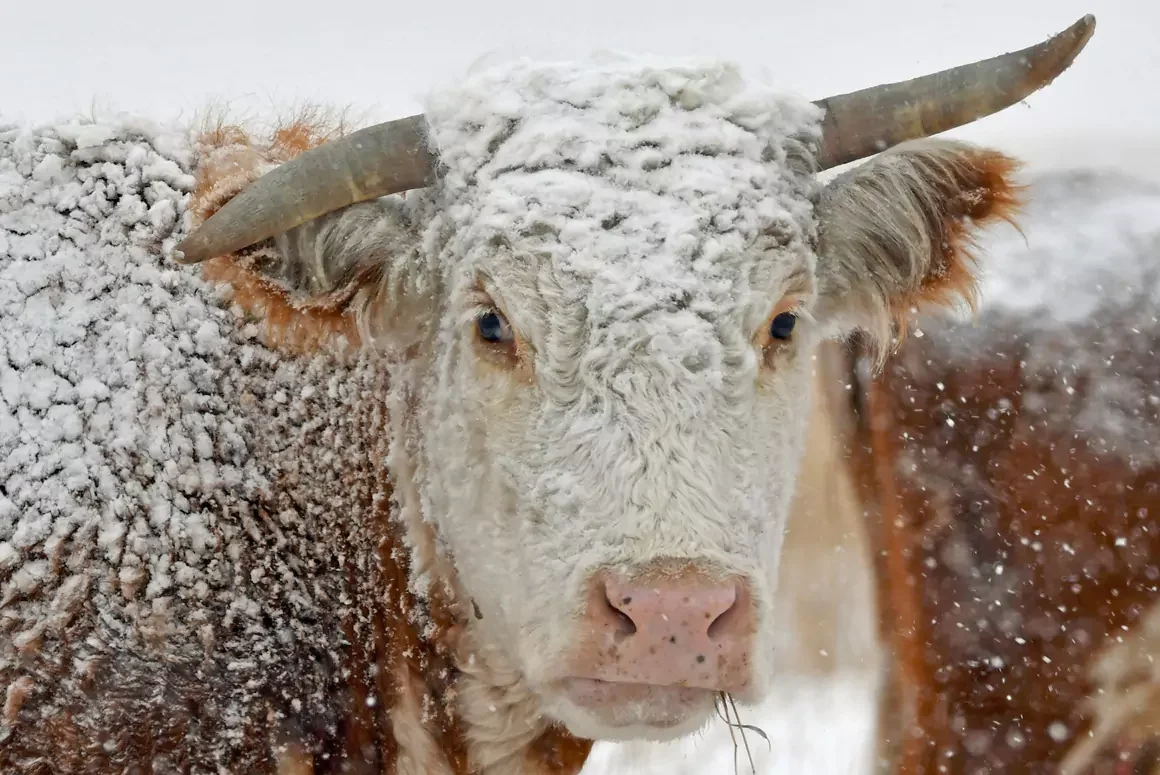 Study of Uterine Inflammation in Livestock Could Help with Infertility