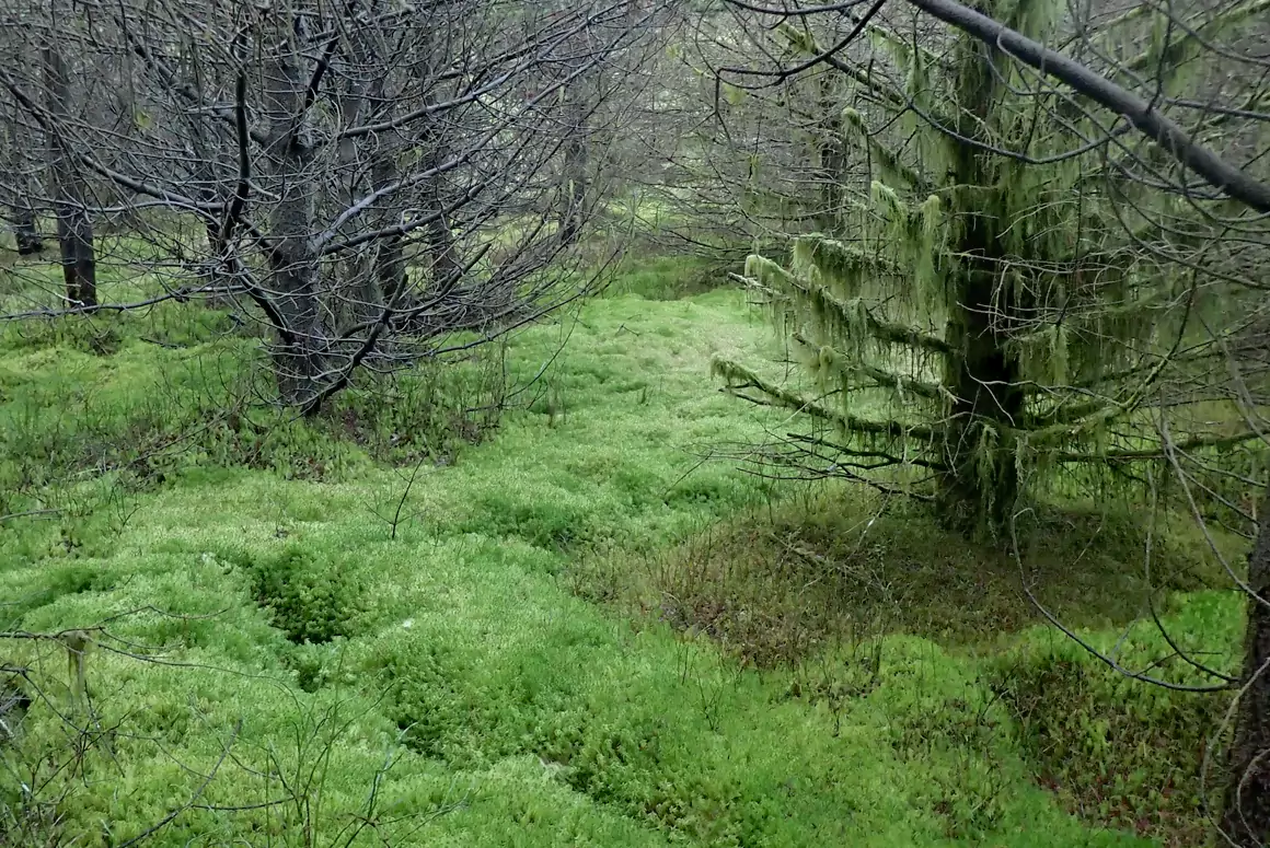 Research Uncovers How Wales Sustains Moss Picking Industry