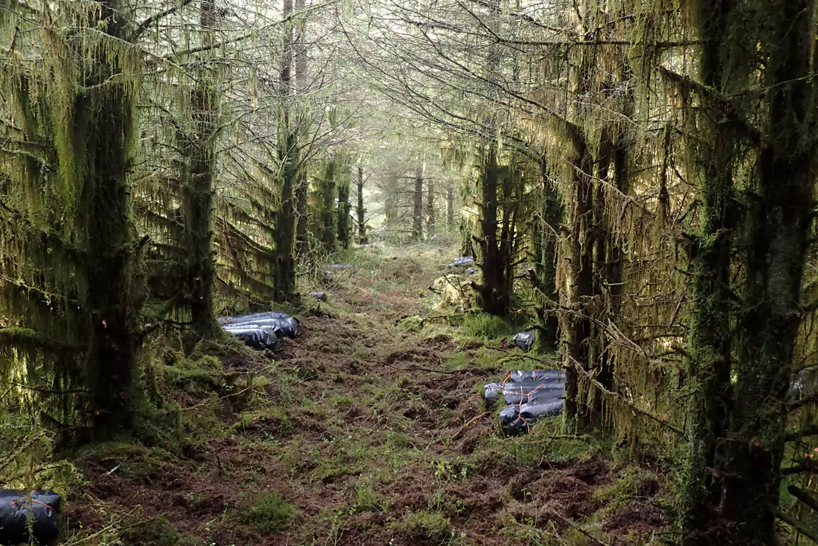 Research Uncovers How Wales Sustains Moss Picking Industry