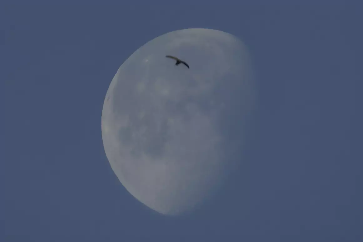 Ancient Cattle of Wales