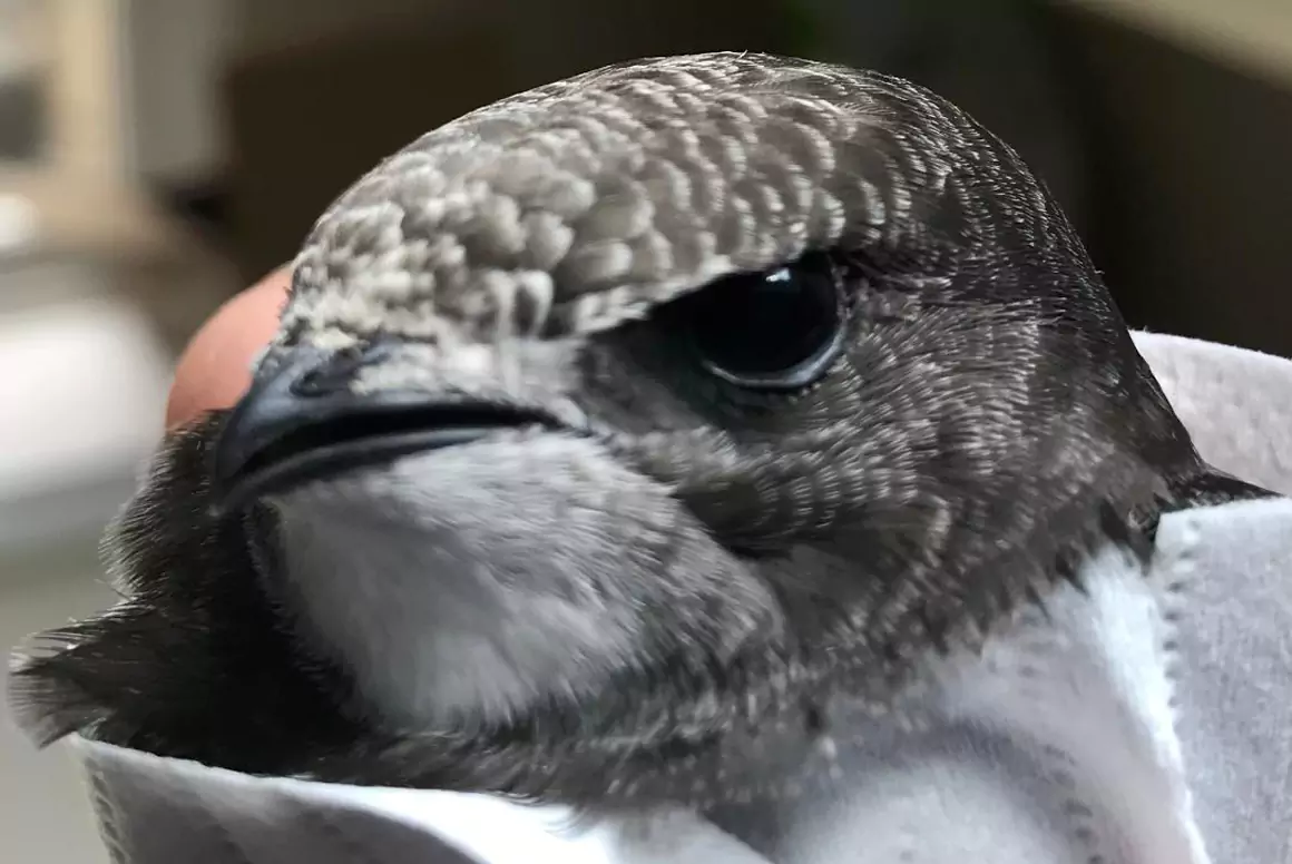 Ancient Cattle of Wales