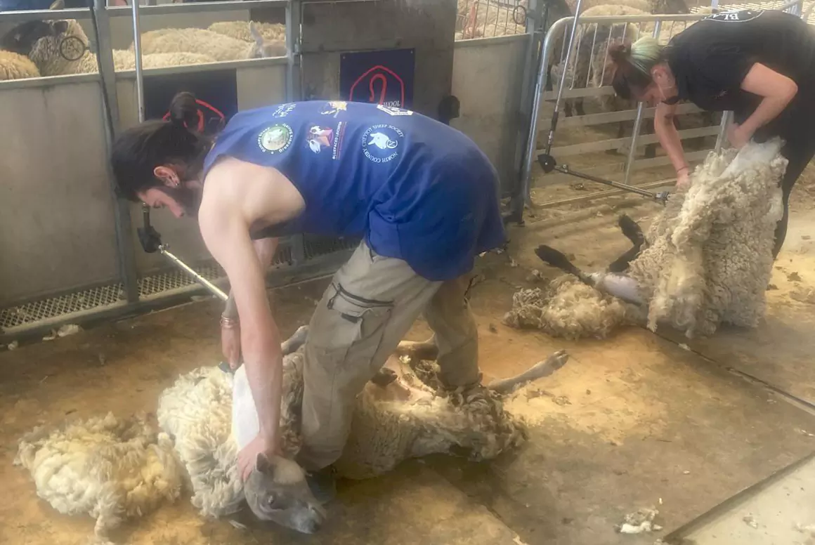 British Wool Renews Exclusive Training Offer for Young Farmers