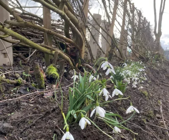 Shropshire Union Canal Society - February 26 Work Party Report