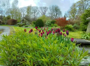 The Early Spring Garden 2026 Aberclwyd Manor