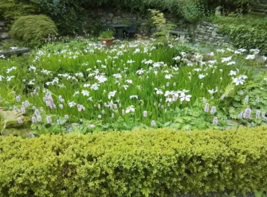 The Early Spring Garden 2026 Aberclwyd Manor