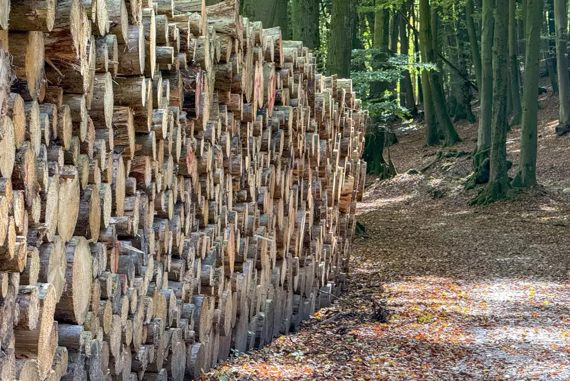 New Green Hydrogen Forestry Project in Mid Wales