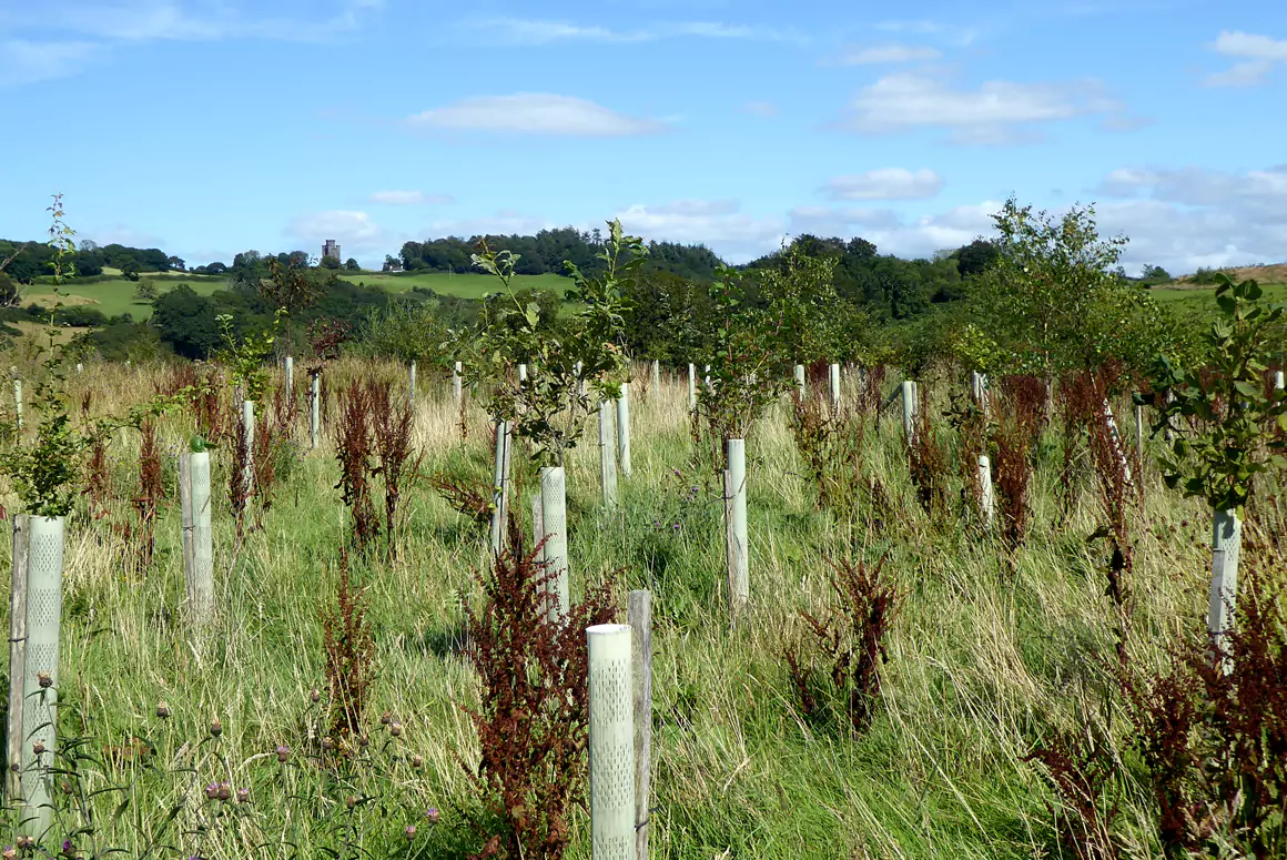 Welsh Government Rewards Tree Planting with Enhanced Grants