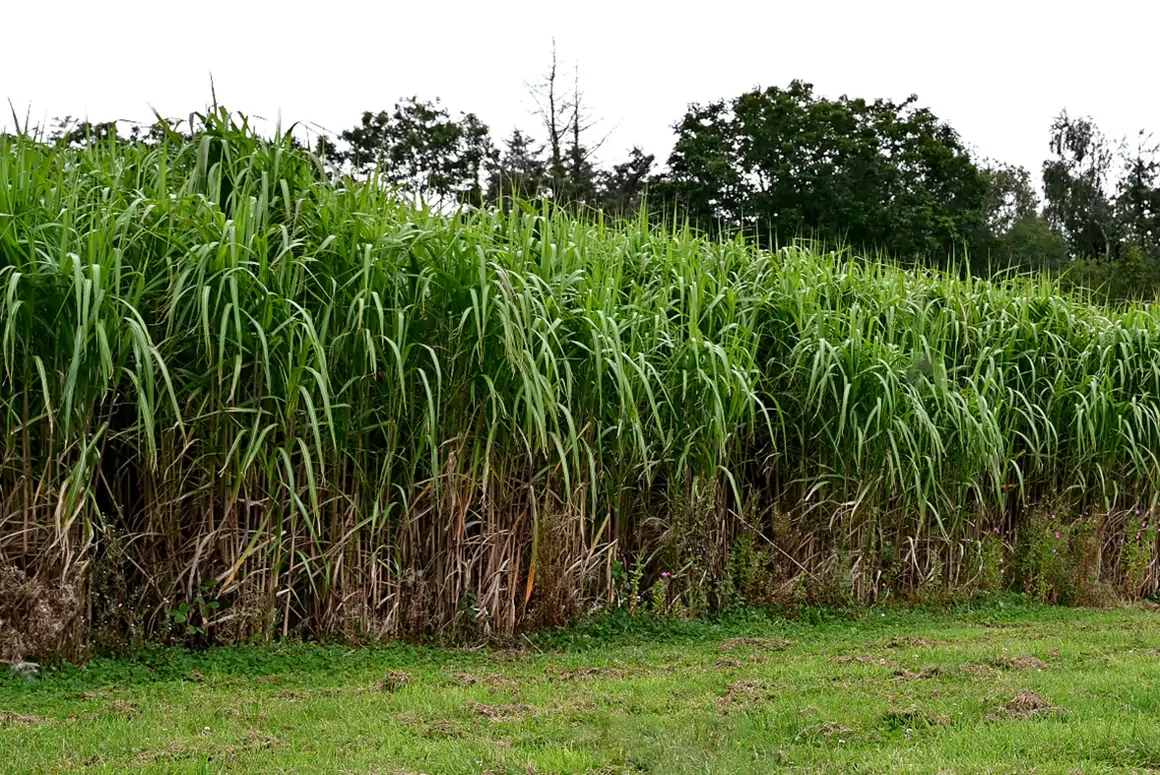 Plant Trait Discovery Could Boost Soil Carbon Storage
