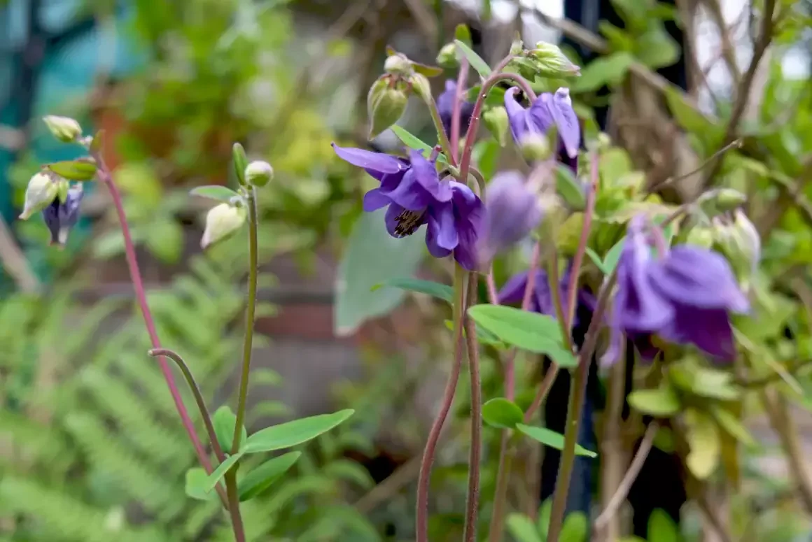 The Early Spring Garden 2026 Oak Cottage