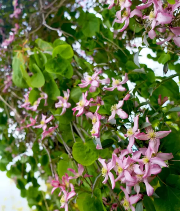 The Early Spring Garden 2026 Oak Cottage