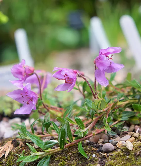 The Early Spring Garden 2026 Oak Cottage