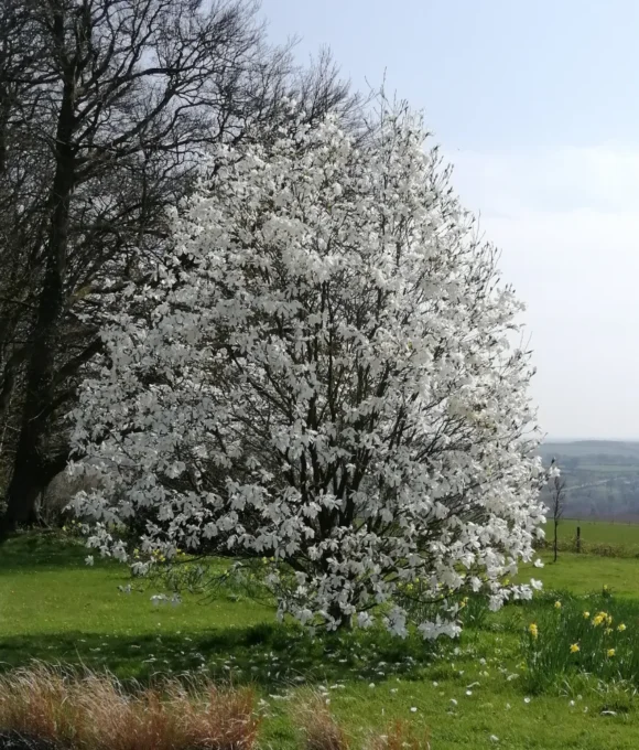 The Early Spring Garden 2026 Treffgarne Hall