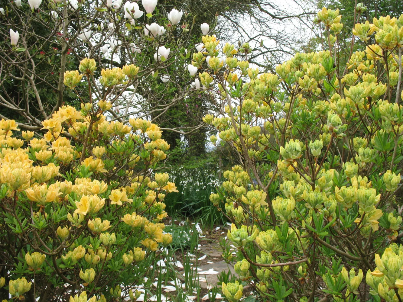 The Early Spring Garden 2026 Treffgarne Hall