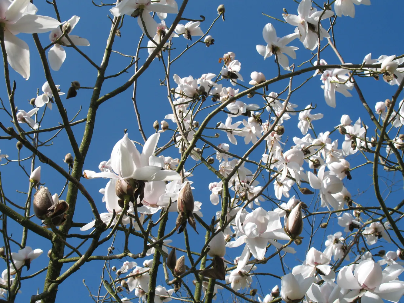 The Early Spring Garden 2026 Treffgarne Hall