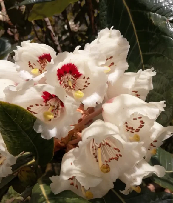 The Early Spring Garden 2026 Treffgarne Hall