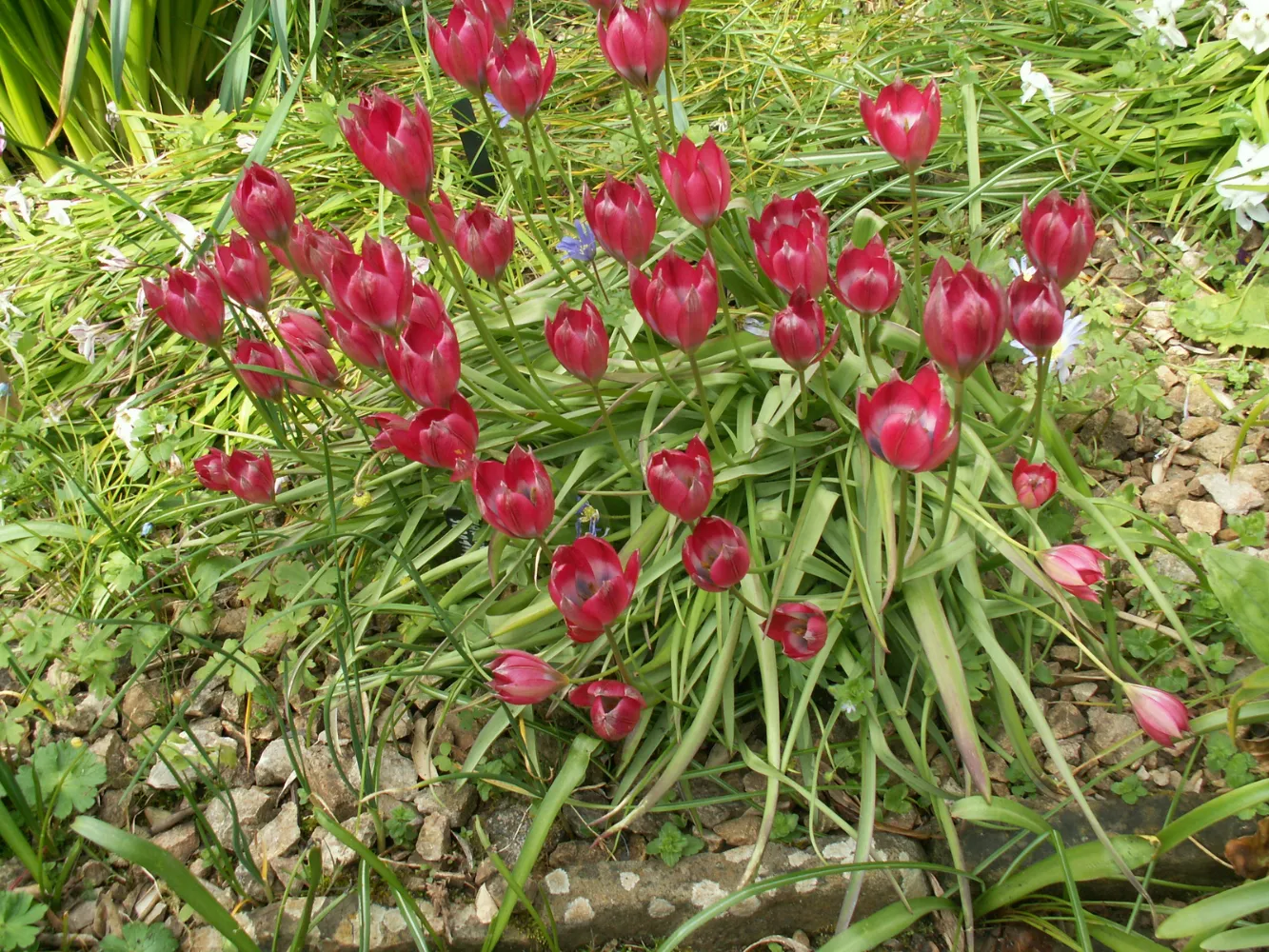 The Early Spring Garden 2026