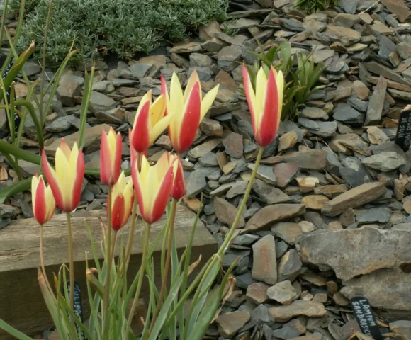 The Early Spring Garden 2026 The Early Spring Garden 2026