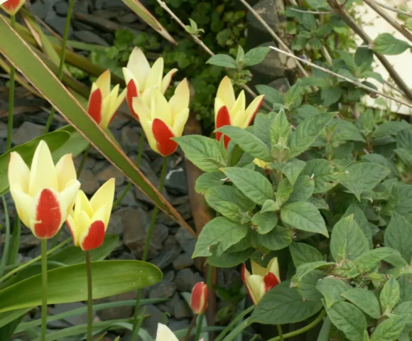 The Early Spring Garden 2026 The Early Spring Garden 2026