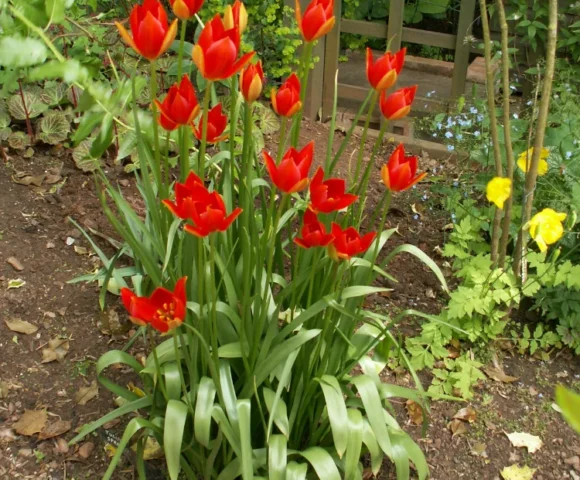 The Early Spring Garden 2026 The Early Spring Garden 2026