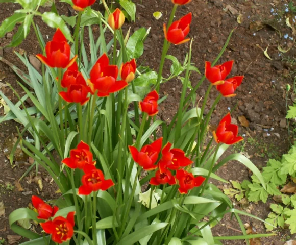 The Early Spring Garden 2026 The Early Spring Garden 2026