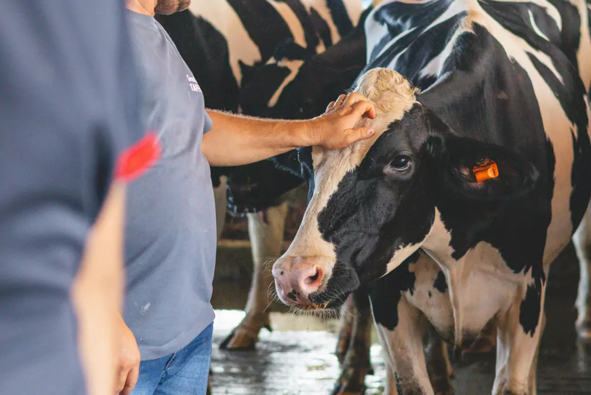 Nursery Milk Supplier Strengthens Connections with Welsh Dairies