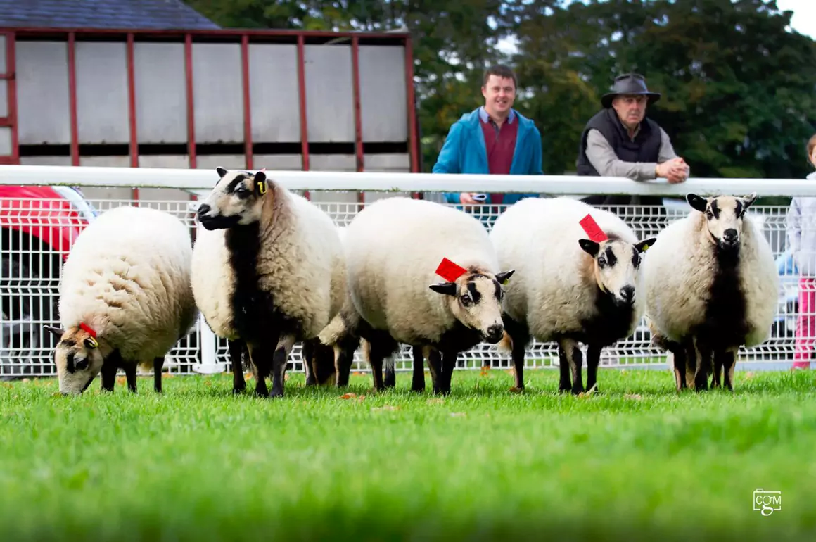 The Badger Face Welsh Mountain Sheep The Badger Face Welsh Mountain Sheep