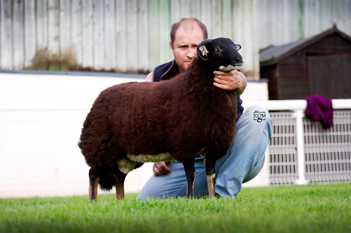 The Badger Face Welsh Mountain Sheep The Badger Face Welsh Mountain Sheep