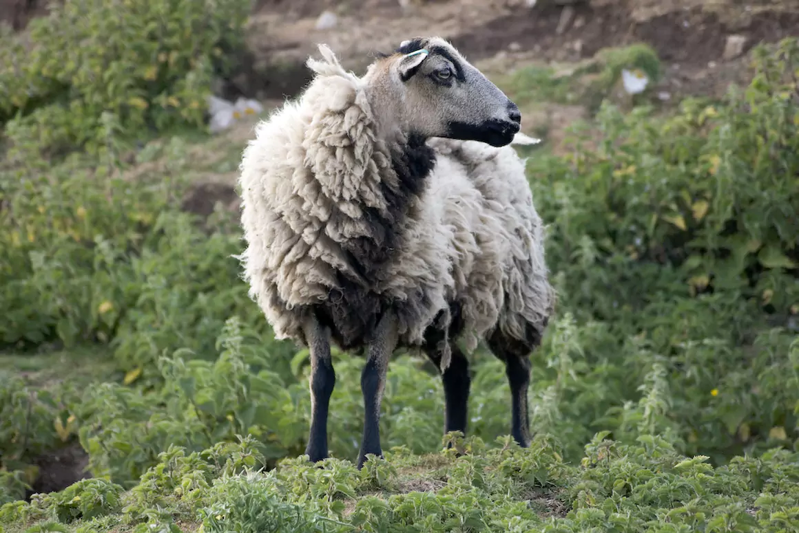 The Badger Face Welsh Mountain Sheep