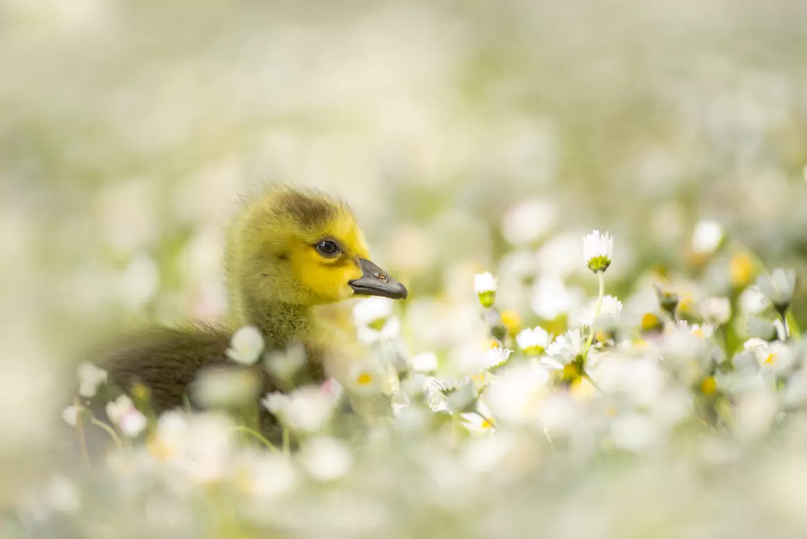 Gozzle Hatches this Spring at WWT Llanelli
