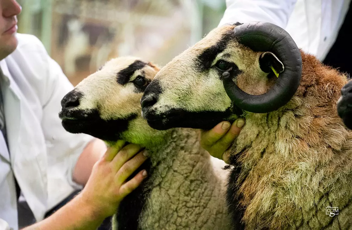The Badger Face Welsh Mountain Sheep The Badger Face Welsh Mountain Sheep