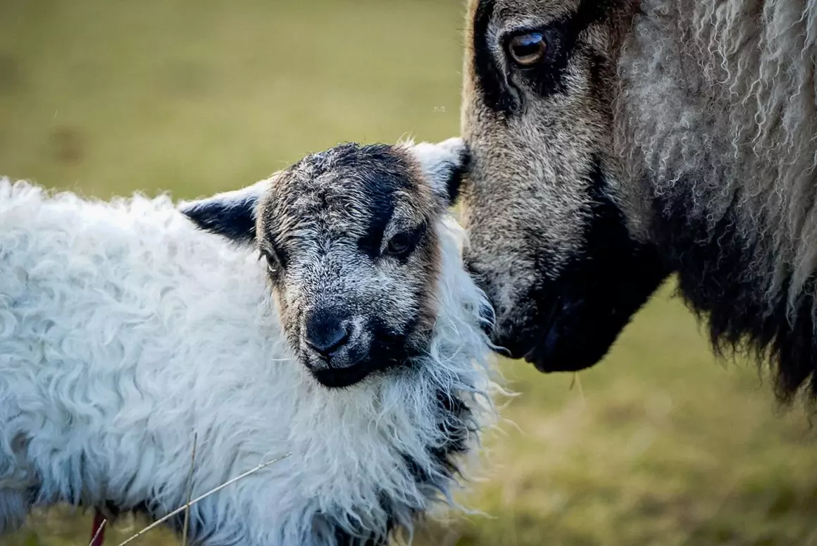 The Badger Face Welsh Mountain Sheep The Badger Face Welsh Mountain Sheep