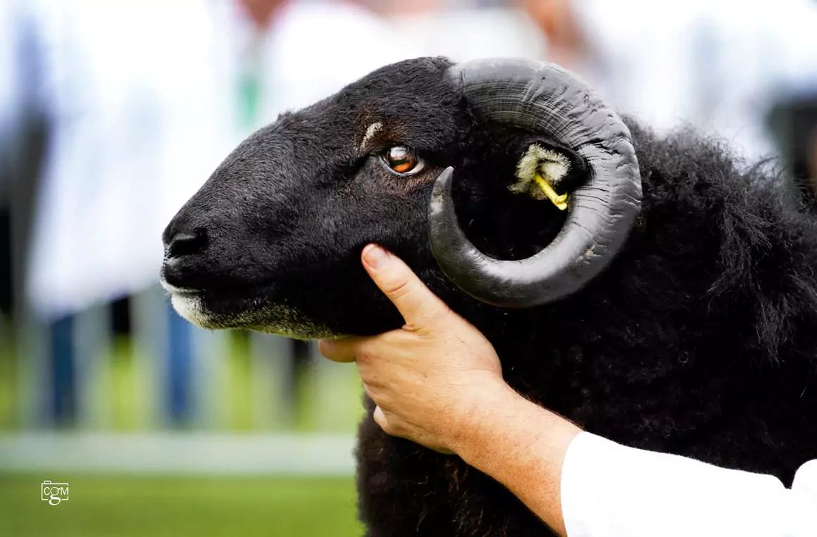 The Badger Face Welsh Mountain Sheep The Badger Face Welsh Mountain Sheep