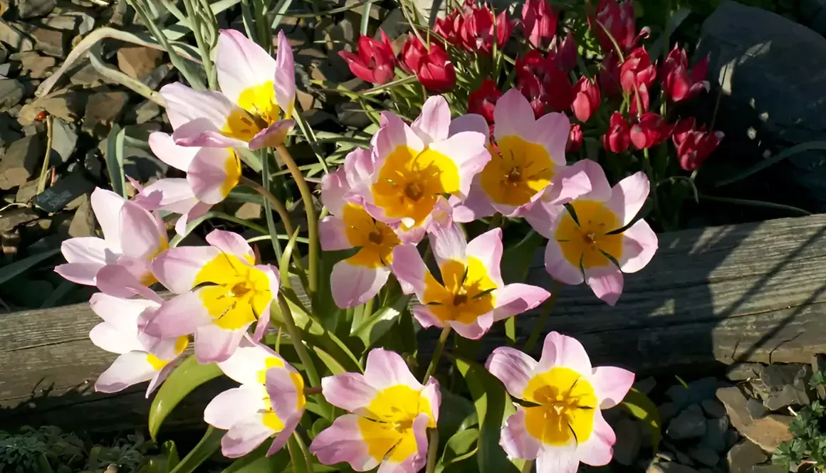 The Early Spring Garden 2026