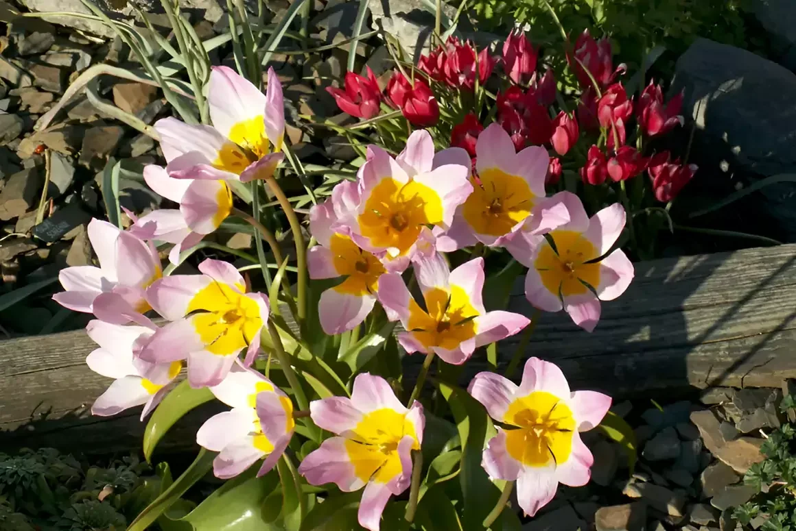 The Early Spring Garden 2026