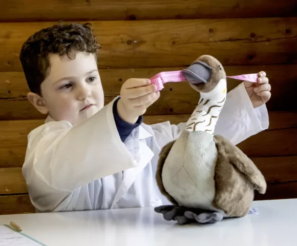 Gozzle Hatches this Spring at WWT Llanelli