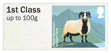 The Badger Face Welsh Mountain Sheep The Badger Face Welsh Mountain Sheep