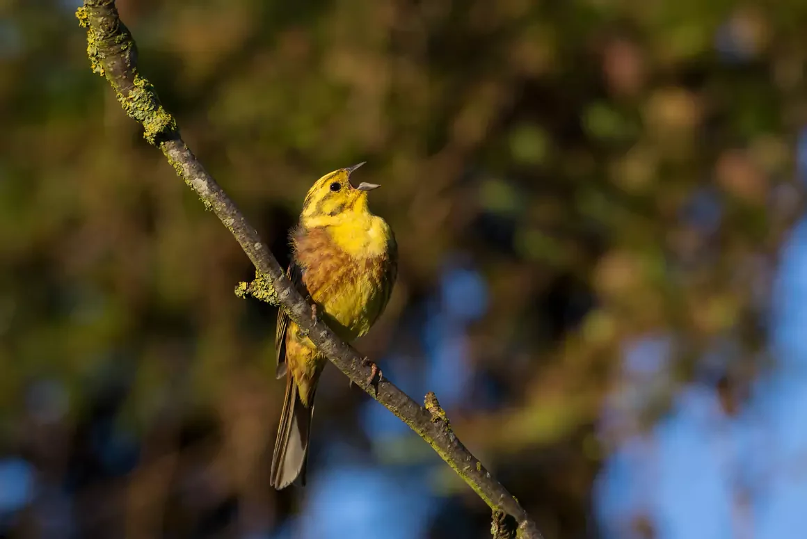 Volunteer Birdwatchers Reveal Changes in Wales’s Breeding Birds