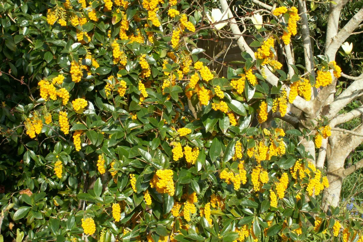 Berberis valdiviana