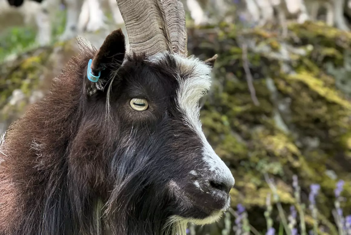 Raising the Baa- Goats Make Blaenavon Ironworks Their Home