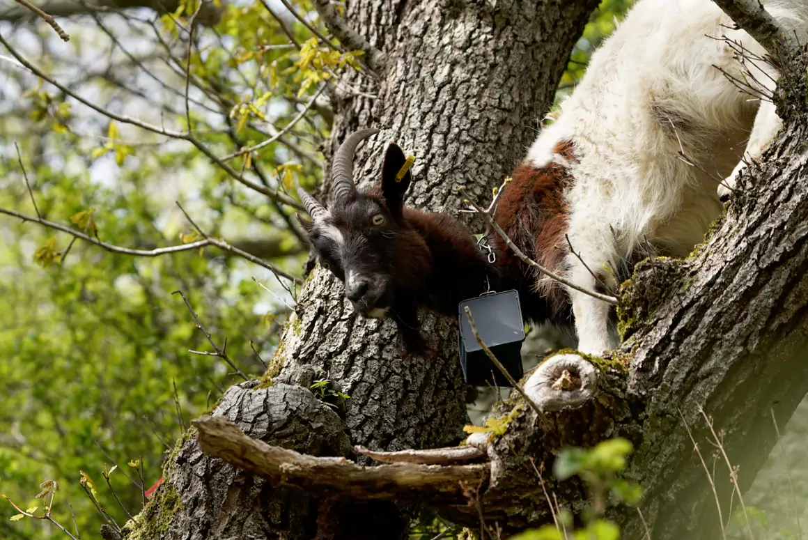Raising the Baa- Goats Make Blaenavon Ironworks Their Home