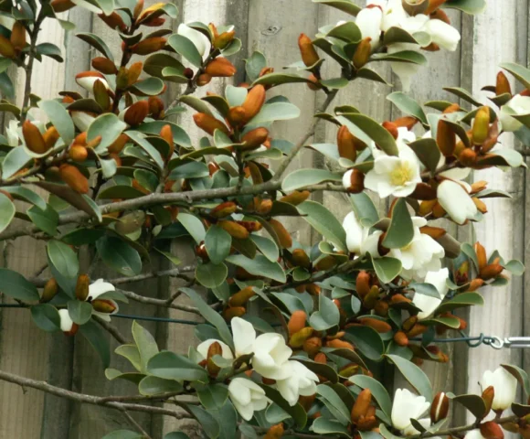Magnolia yunnanensis