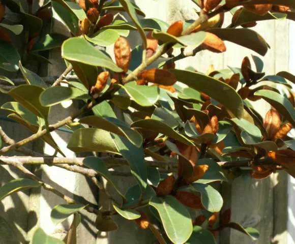 Magnolia yunnanensis