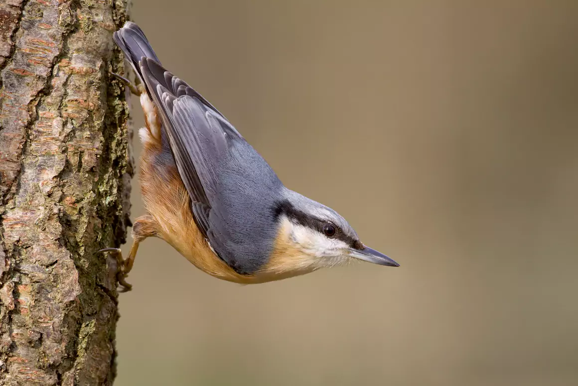 Volunteer Birdwatchers Reveal Changes in Wales’s Breeding Birds