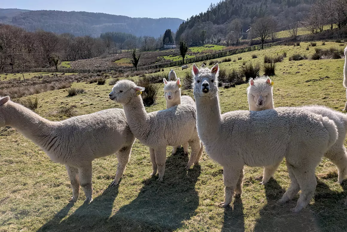 Alpaca and Sheep Poo Secrets Tested to Help World’s Grasslands